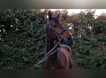 Selle Français Mix, Gelding, 5 years, 16,1 hh, Brown