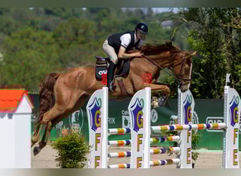 Selle Français, Gelding, 5 years, 16,1 hh, Chestnut
