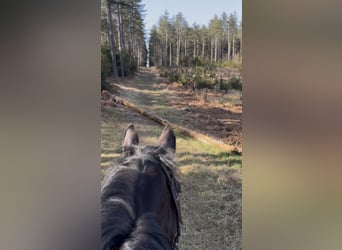 Selle Français, Gelding, 5 years, 16,1 hh, Smoky-Black