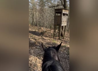 Selle Français, Gelding, 5 years, 16,1 hh, Smoky-Black