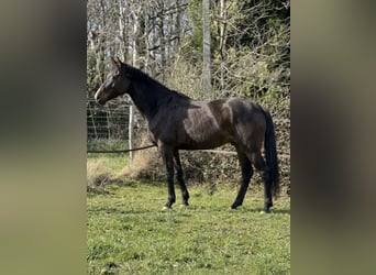 Selle Français, Gelding, 5 years, 16,1 hh, Smoky-Black