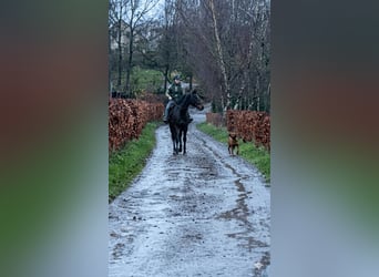 Selle Français, Gelding, 5 years, 16,1 hh, Smoky-Black