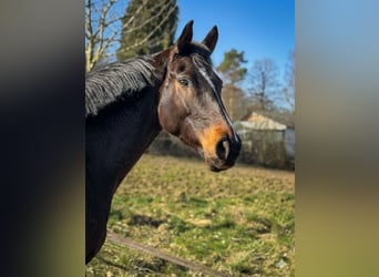 Selle Français, Gelding, 5 years, 16,1 hh, Smoky-Black
