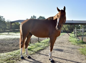 Selle Français, Gelding, 5 years, 16,2 hh, Chestnut