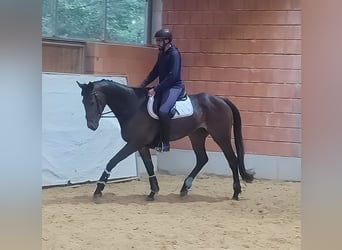 Selle Francais, Wallach, 5 Jahre, 17,1 hh, Brauner