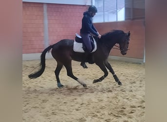 Selle Francais, Wallach, 5 Jahre, 17,1 hh, Brauner