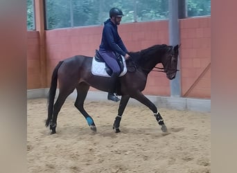 Selle Francais, Wallach, 5 Jahre, 17,1 hh, Brauner