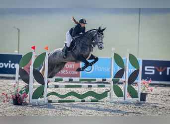 Selle Français, Gelding, 5 years, 17.2 hh, Grey
