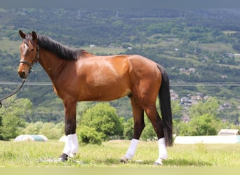 Selle Français, Gelding, 5 years, 17 hh, Brown