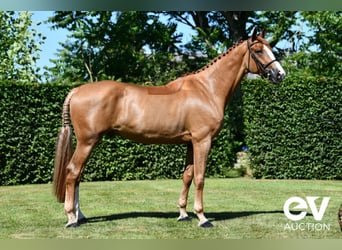 Selle Français, Gelding, 5 years, 17,1 hh, Chestnut-Red