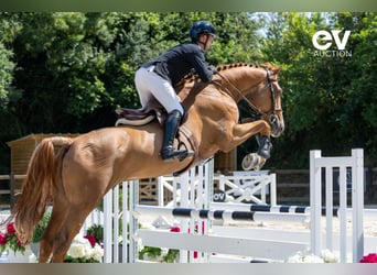 Selle Français, Gelding, 5 years, 17,1 hh, Chestnut-Red
