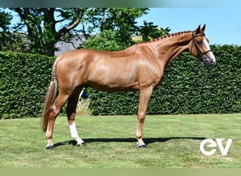 Selle Français, Gelding, 5 years, 17,1 hh, Chestnut-Red