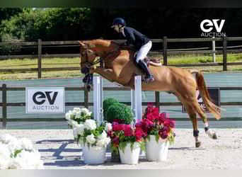 Selle Français, Gelding, 5 years, 17,1 hh, Chestnut-Red