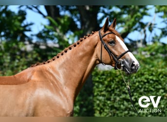 Selle Français, Gelding, 5 years, 17,1 hh, Chestnut-Red