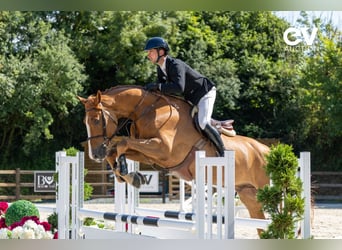 Selle Français, Gelding, 5 years, 17,1 hh, Chestnut-Red