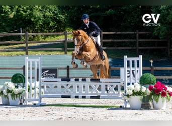 Selle Français, Gelding, 5 years, 17,1 hh, Chestnut-Red