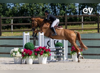 Selle Français, Gelding, 5 years, 17,1 hh, Chestnut-Red