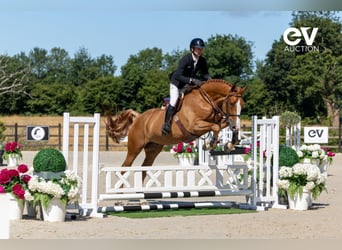 Selle Français, Gelding, 5 years, 17,1 hh, Chestnut-Red