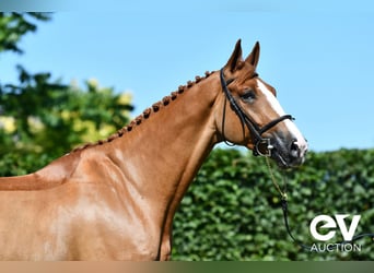 Selle Français, Gelding, 5 years, 17,1 hh, Chestnut-Red