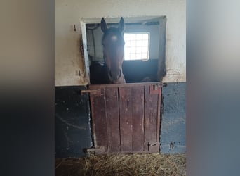 Selle Français, Gelding, 5 years, Bay-Dark