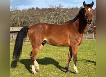 Selle Français, Gelding, 6 years, 15,2 hh, Brown