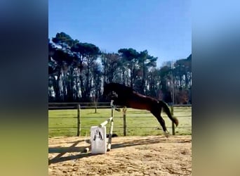 Selle Français, Gelding, 6 years, 15,3 hh, Smoky-Black