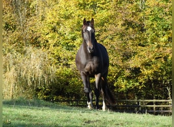 Selle Français, Gelding, 6 years, 16.1 hh, Smoky-Black