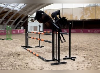 Selle Français, Gelding, 6 years, 16.1 hh, Smoky-Black
