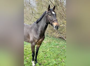 Selle Français, Gelding, 6 years, 16.1 hh, Smoky-Black