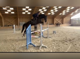 Selle Français, Gelding, 6 years, 16.3 hh, Black Selle Français, Gelding, 6 years, 16.3 hh, Black