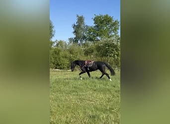 Selle Français, Gelding, 6 years, 16.3 hh