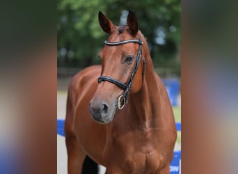 Selle Français, Gelding, 6 years, 16 hh, Brown