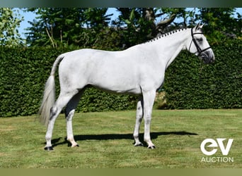 Selle Français, Gelding, 6 years, 16 hh, Gray