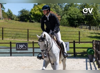 Selle Français, Gelding, 6 years, 16 hh, Gray