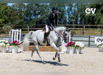 Selle Français, Gelding, 6 years, 16 hh, Gray