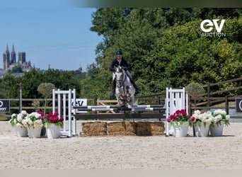 Selle Français, Gelding, 6 years, 16 hh, Gray