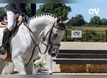 Selle Français, Gelding, 6 years, 16 hh, Gray