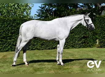 Selle Français, Gelding, 6 years, 16 hh, Gray