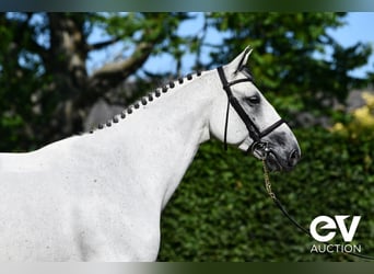 Selle Français, Gelding, 6 years, 16 hh, Grey