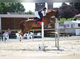 Selle Français, Gelding, 6 years, 16,1 hh, Chestnut-Red