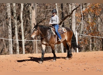 Selle Français Mix, Gelding, 6 years, 16,2 hh, Buckskin
