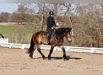 Selle Français Mix, Gelding, 6 years, 16,2 hh, Buckskin