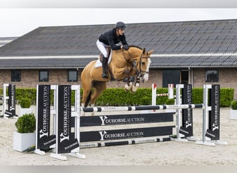 Selle Français, Gelding, 6 years, 16,3 hh, Dun