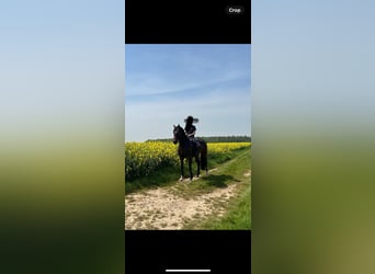 Selle Français, Gelding, 6 years, 17 hh, Bay-Dark