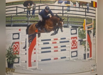 Selle Français, Gelding, 6 years, 17 hh, Bay