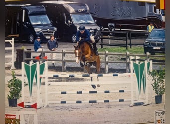 Selle Français, Gelding, 6 years, 17 hh, Bay