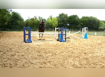 Selle Français, Gelding, 6 years, 17 hh, Brown