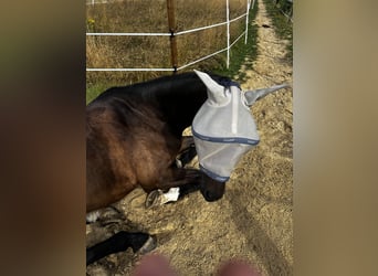 Selle Français, Gelding, 6 years, 17 hh, Brown