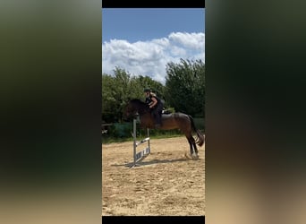 Selle Français, Gelding, 6 years, 17 hh, Brown