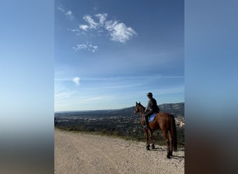 Selle Français, Gelding, 7 years, 15,2 hh, Brown